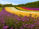 Field of Gorgeous Flowers
