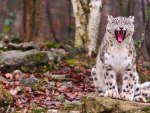 Snow Leopard