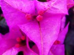 Bougainvillea
