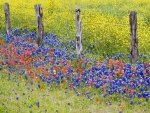 Flowers Along the Fence