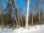 ~~; white birch & silver birch ;~~
