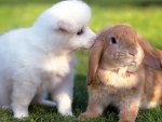Dog and rabbit