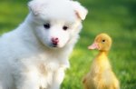Dog and duck