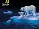 WinXP Pro - Cola Bears
