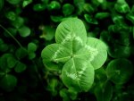 four leaf clover
