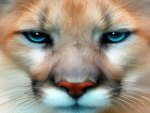Face of the cougar