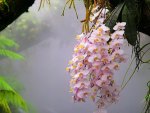 Orchid in the mist