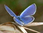 Pretty Bluish Butterfly