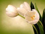 White Tulips