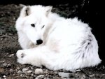 White Wolf