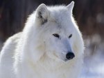 Arctic Wolf