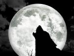 MoonWolf