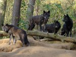 Pack of black Wolves in the Forest