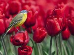 Bird and Flowers