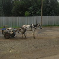 Horse in Ethiopia