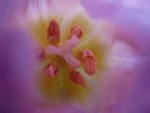 Macro of tulip