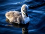 Cygnet