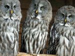 3 Owls