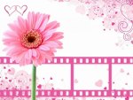 Pink Flower Film Strip