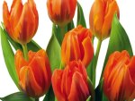 Orange Tulips