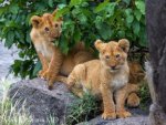 Two small Lions
