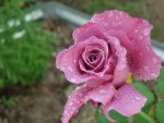 Raindrops on roses 2