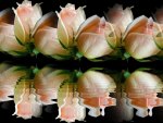 ~Reflection Roses~