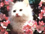 A white kitten in a apple tree