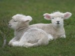 two lambs