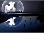 Cat-Fatso Moon