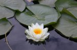 Water Lily