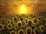Sunrise and sunflowers