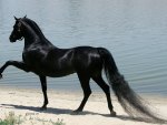 Purebred Arabian Horses