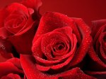 ~Red Roses~