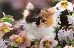 Kitten in Flowers