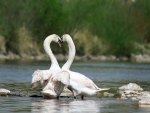 Swan Dance