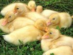 baby ducks