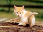 sweet kitten