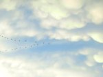 birds in the sky