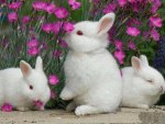 white bunnies