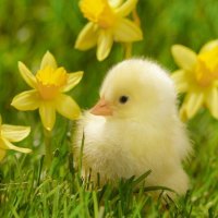 sweet spring scenery