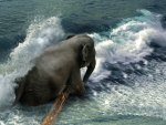 Elephant in the Surf