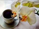 Coffee and orchids