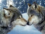 Wolfs
