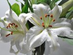 Easter Lilies
