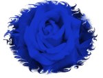 Blue Rose