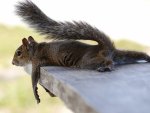 Funny squirrel