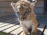 Tiger cub