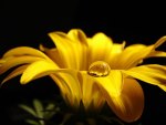 Soft Yellow Flower