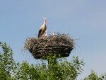 Stork family